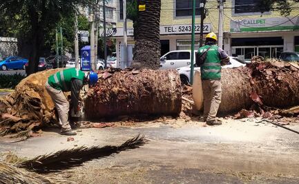 Avenida Dr. Vértiz se queda sin palmeras