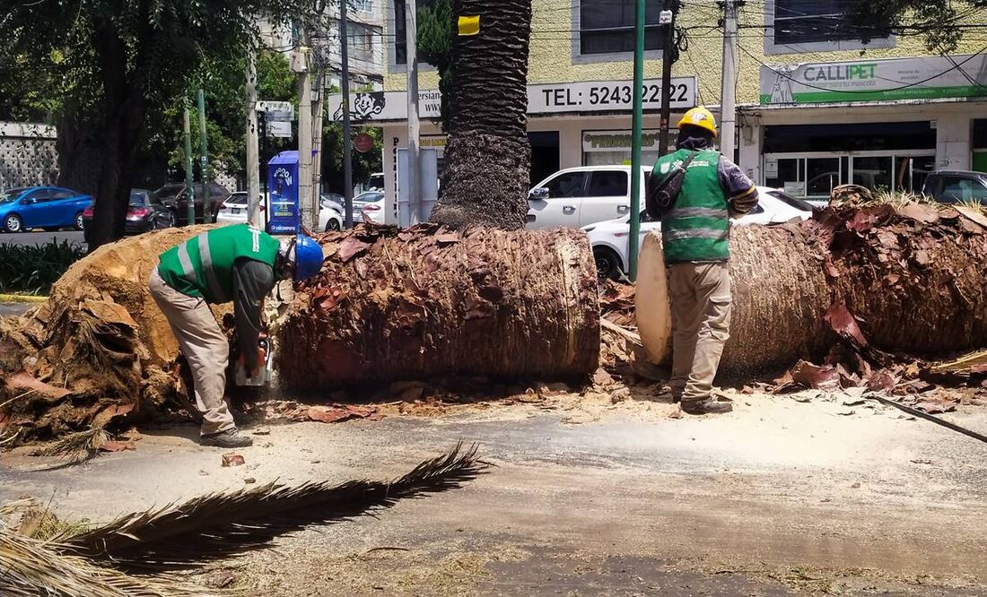 Las palmeras que fueron retiradas en la colonia Letrán Valle estaban enfermas por hongos y bacterias. Foto: René Villeda/ EL UNIVERSAL