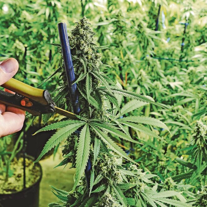 Para cultivar y cosechar cannabis, la Cofepris realizará una inspección al sitio donde se realizarían esas actividades. ARCHIVO EL UNIVERSAL