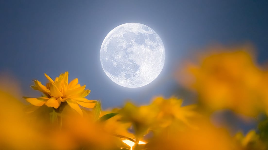 Conoce estos consejos prácticos para observar la Luna de Flores 2026 de la mejor manera. Foto: Star Walk