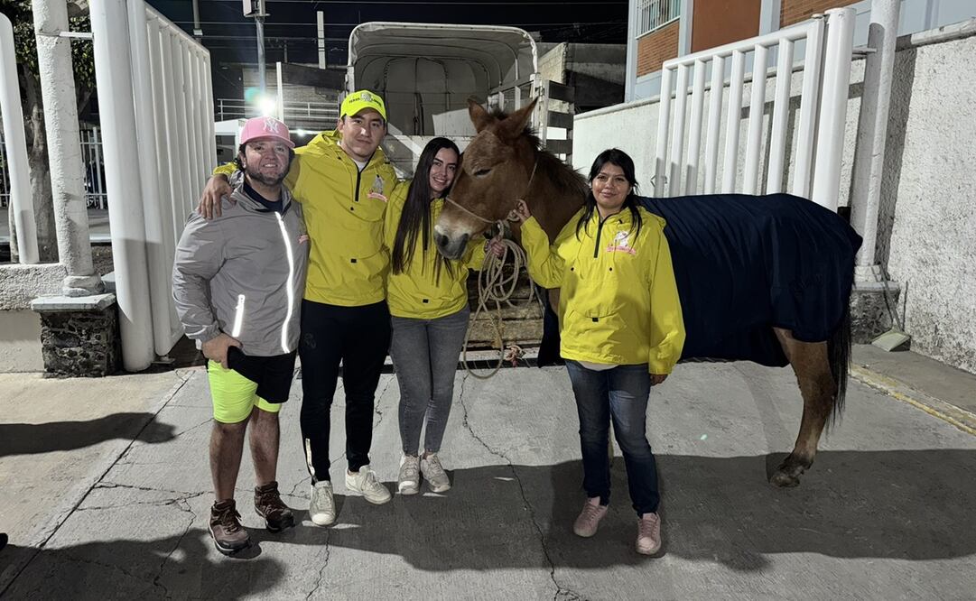 Tras más de 8 horas intentando rescatar al animal, la asociación dio a conocer que la mula "ya va camino a su nueva vida". Foto: X. @sereslibres_mx