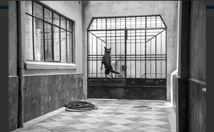 Así fue el proceso de rehabilitación del “Borras”, el perro de ROMA