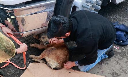Barbitas, el perrito que perderá una pata tras recibir balazo en ataque a Central de Abasto de Toluca