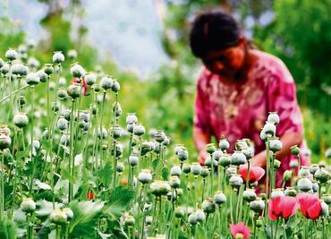 Marina urge apoyos para que campesinos dejen de sembrar amapola