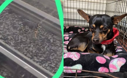 Metro CDMX: Rescatan a perrito de ser arrollado en vías de Línea 2