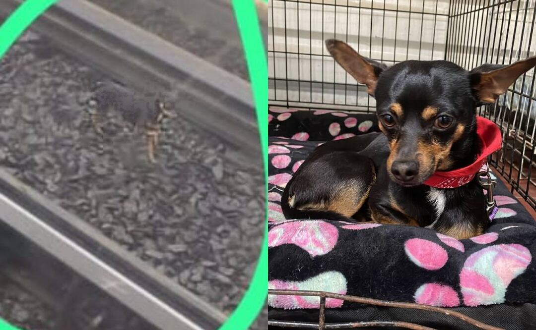 El perrito fue rescatado de las vías del Metro. Foto: Especial