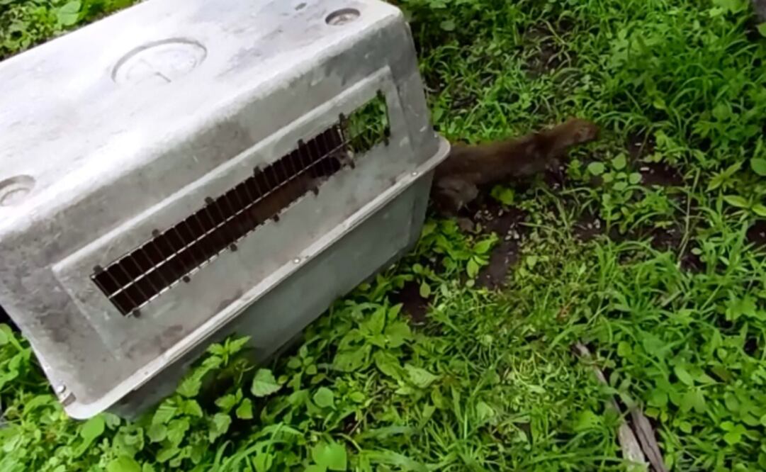 Tomada de @PROFEPA_Mx