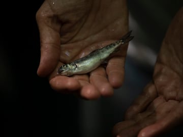 Nemi Natura: cría de trucha sostenible