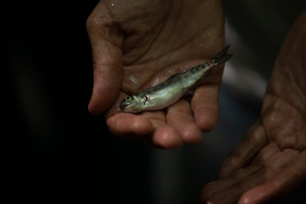 Foto: Edgar Silva Fuentes S. / El Universal