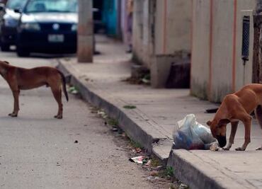 Para detener matanza de perros y gatos, activistas piden esterilización obligatoria de mascotas en Yucatán
