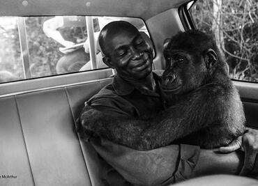 La conexión entre un hombre y un gorila gana concurso internacional