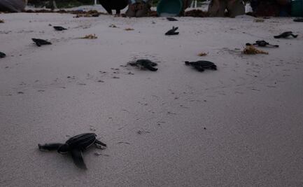 Después de 36 años, nacen 57 tortugas laúd en Quintana Roo