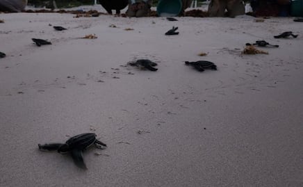 Después de 36 años, nacen 57 tortugas laúd en Quintana Roo