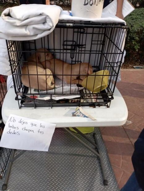 La PAOT señaló que los animales presentan malas condiciones de salud, carecen de vacunas, no están esterilizados, se encuentran deshidratados y no disponen de agua limpia ni alimento. (Foto: especial)