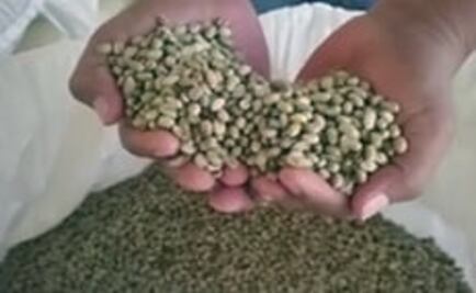 #HechoEnMéxico. Café de Chiapas, sabor que enamora al mundo