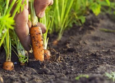 Murió atropellada en una granja en California; sus compañeros tuvieron que trabajar junto a su cadáver