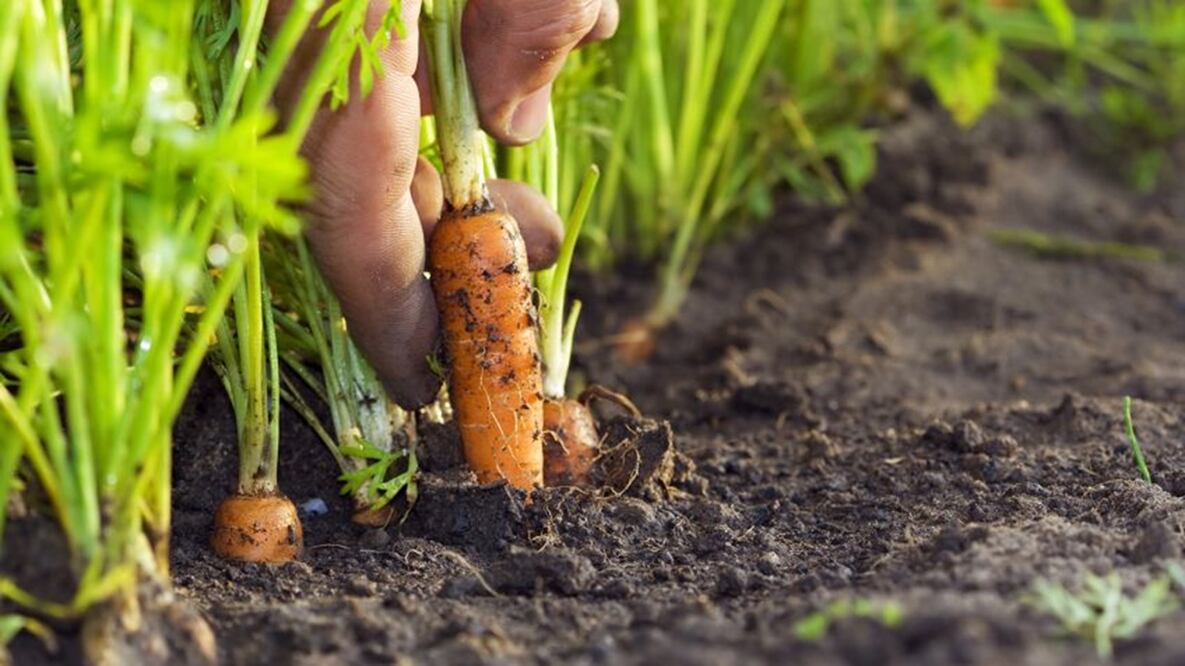 Una mujer fue atropellada en un campo de zanahorias en Santa Bárbara, California. Sus compañeros se quejan de que les exigieron trabajar con el cadáver al lado. FOTO: ESPECIAL