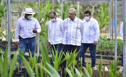 AMLO ofrece ampliar Sembrando Vida en Guerrero para sustituir cultivo de marihuana y amapola por maíz y frijol