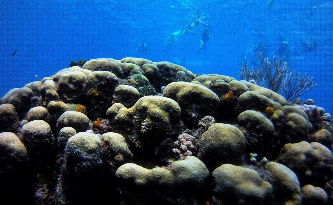 El desarrollo del esqueleto mineralizado de los equidermos ayudaba a que no fueran presa de animales de mayor tamaño. Foto: Rodrigo Navarro, El Universal, archivo