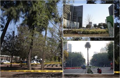 Ahuehuetes y una Palma: los 3 inquilinos de la polémica glorieta en Paseo de la Reforma en menos de 1 año