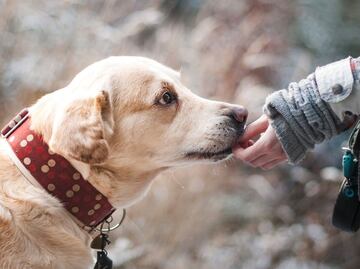 5 beneficios que tiene la cúrcuma para tu perro