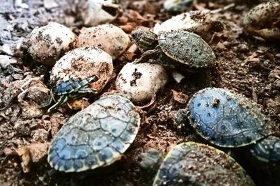 Tortugas. El edén de los reptiles que surte a EU y Asia