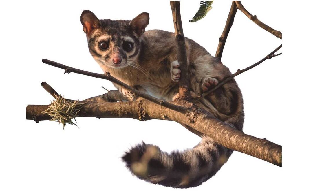 ¿A poco no está bien bonito? Cacomixtle en el Metro de la CDMX. Foto: EL UNIVERSAL