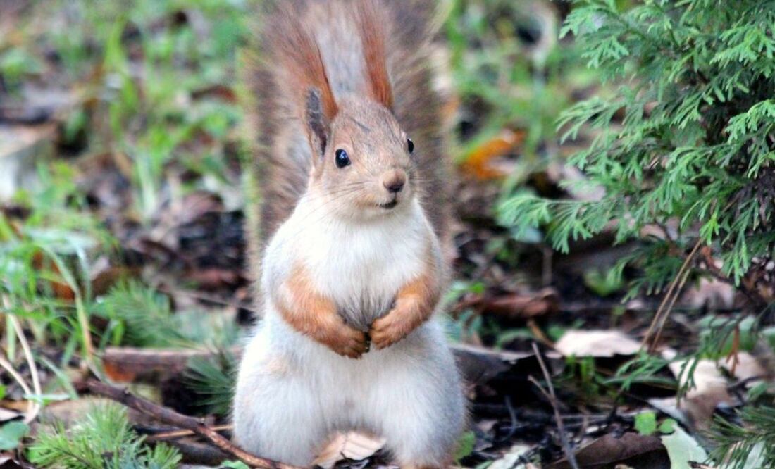 Ardilla. Fuente: Pexels