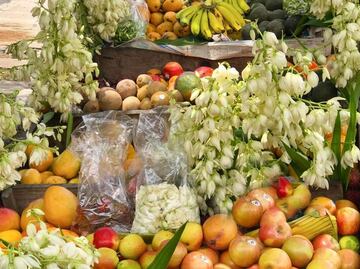 Conoce las flores de izote y sus beneficios