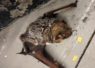 Hallan murciélago herido de una ala en Metro Oceanía de la Línea 5