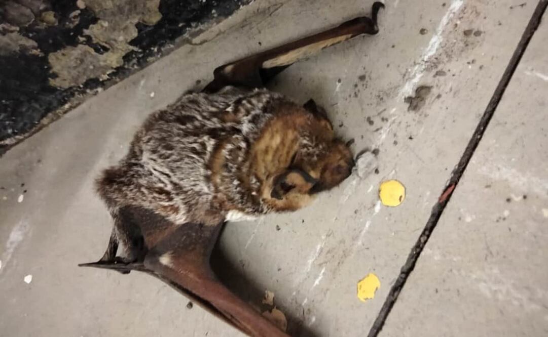 Se trata del segundo murciélago que es rescatado en las instalaciones del Metro. Foto: Especial