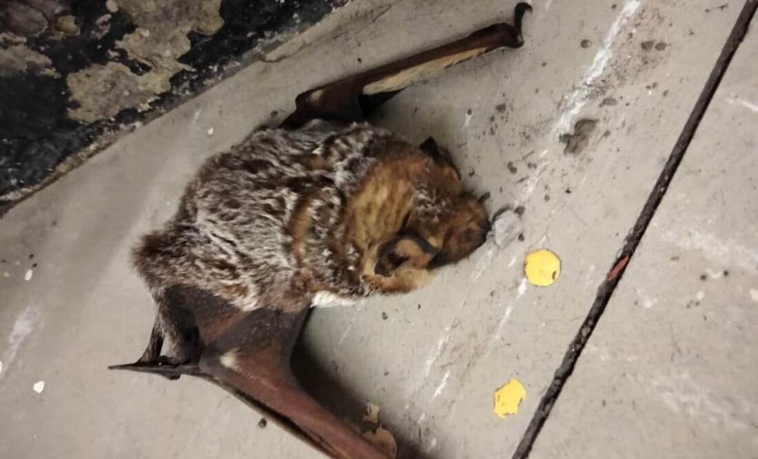 Se trata del segundo murciélago que es rescatado en las instalaciones del Metro. Foto: Especial