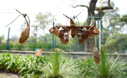 Sedema rescata más de 2 mil capullos de mariposa “cuatro espejos” en el Museo de Historia Natural 