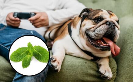 ¿Qué tan saludable es la hierbabuena para perros?; la respuesta de una veterinaria