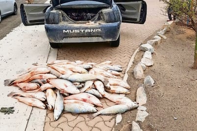 Profepa detiene a dos en posesión de buches de totoaba 