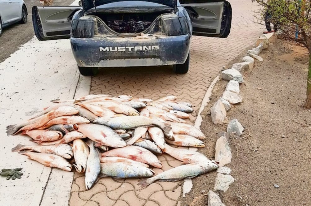 El personal militar realizó una revisión del automóvil y localizó una bolsa de plástico debajo del asiento del conductor que contenía los peces (ESPECIAL)