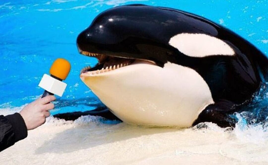 La orca que comanda a los depredadores es llamada por los investigadores del hecho como Gladis. Foto: Twitter. @Javilafont