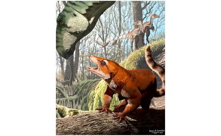 Un cráneo fosilizado revela cuándo apareció Pangea