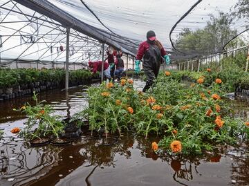 Trabajan contrarreloj para salvar cempasúchil en zonas anegadas en Xochimilco