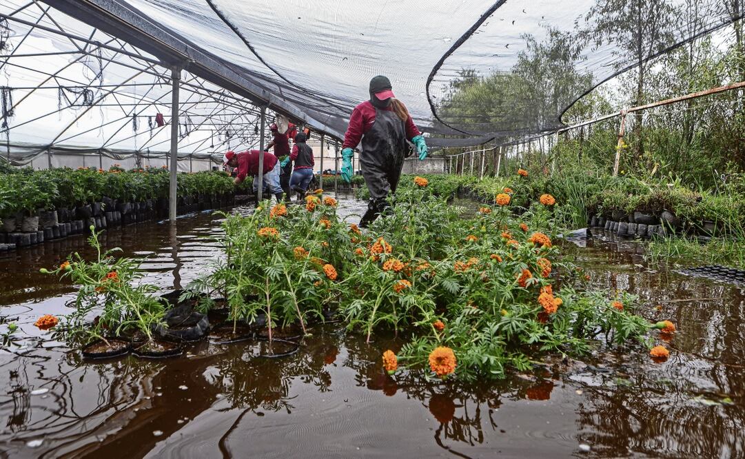 Productores de San Luis Tlaxialtemalco reportaron que más de 80% de sus flores de cempasúchil quedaron bajo el agua a causa de las lluvias en días recientes, lo que propicia la infección de las raíces de la planta y acorta su vida a un máximo de dos semanas. Foto: Gabriel Pano | El Universal