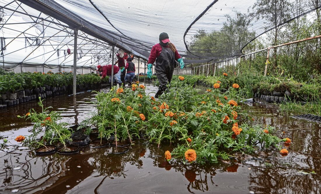 Productores de San Luis Tlaxialtemalco reportaron que más de 80% de sus flores de cempasúchil quedaron bajo el agua a causa de las lluvias en días recientes, lo que propicia la infección de las raíces de la planta y acorta su vida a un máximo de dos semanas. Foto: Gabriel Pano | El Universal