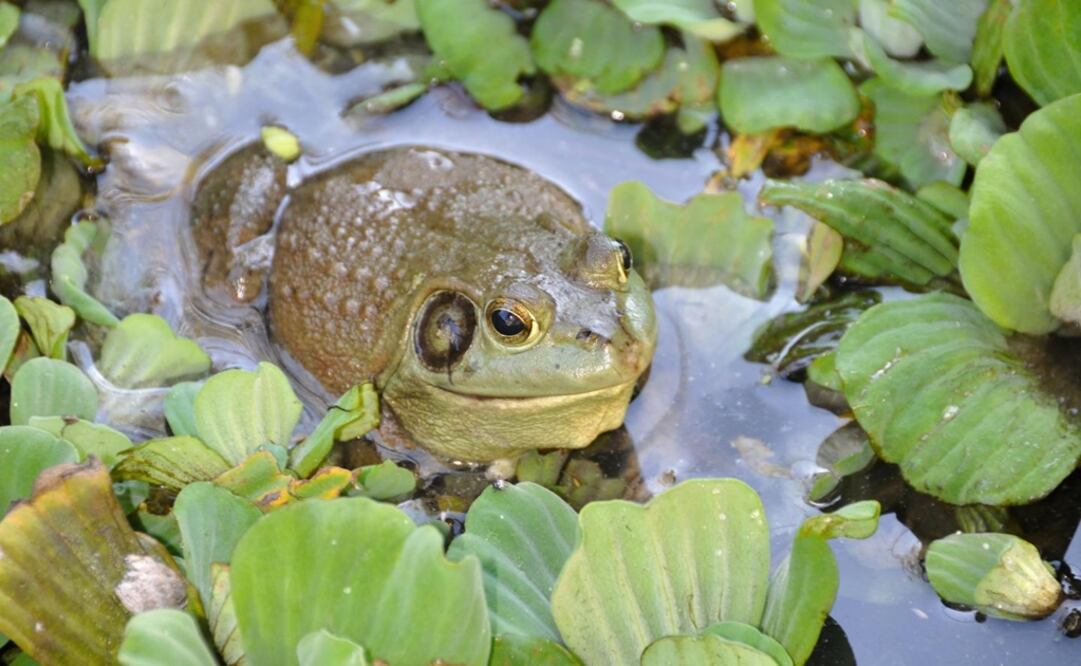La rana toro americana fue introducida en Taiwán desde los Estados Unidos a través de Japón. (FOTO: Dirk Schmeller)