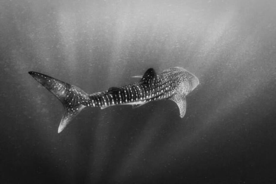 Los tiburones ballena de El Azul mexicano