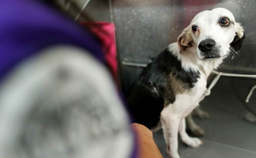 Asociaciones protectoras de animales denuncian falta de interés genuino hacia perros y gatos, que son usados como objetos desechables. (Foto: Arturo Bermúdez/ EL UNIVERSAL)