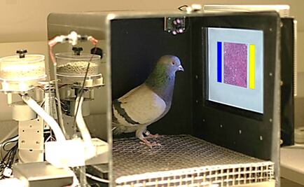 ¿Palomas contra el cáncer? Logran distinguir tejido normal de canceroso