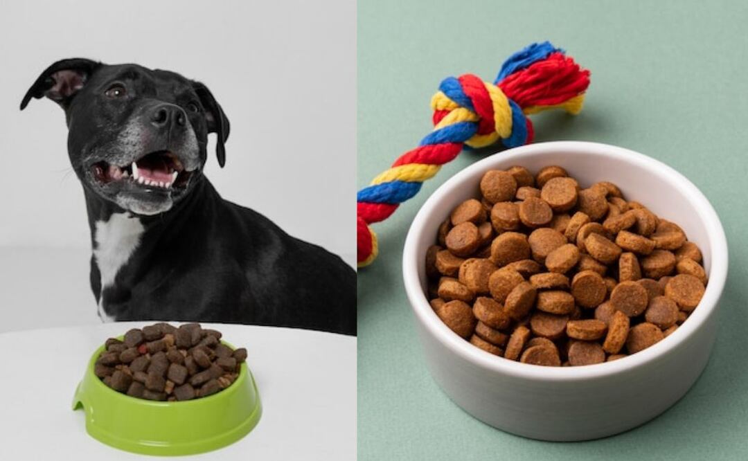 Asegúrate de darle a tu mascota lo mejor. Fuente: Freepik.