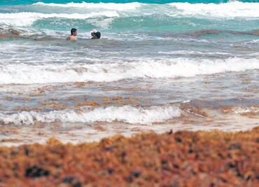 Día Mundial de los Océanos. ¿Cómo afecta el sargazo a las playas de México?