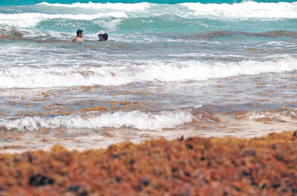 Turistas vacacionan entre zargazo en la playa de la zona hotelera de Cancún. Foto: Berenice Fregoso/ El Universal