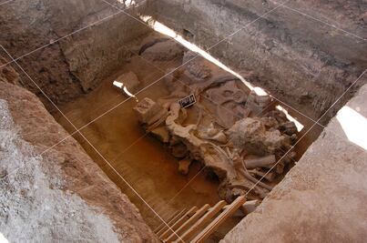 Han rescatado más de 60 huesos de mamut en Tultepec