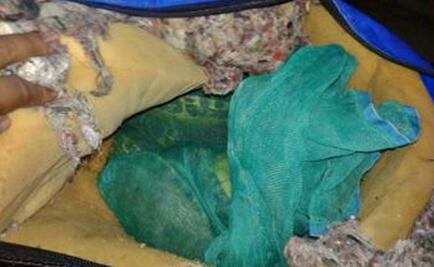 Cae mujer con 45 tortugas; las llevaba en 2 maletas